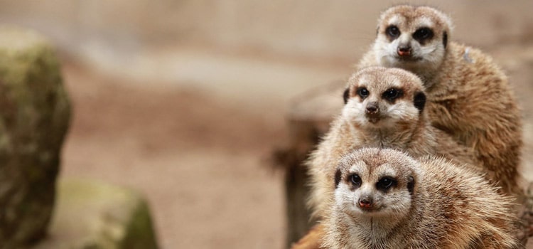 Besuch eines Zoos mit der Familie im Var